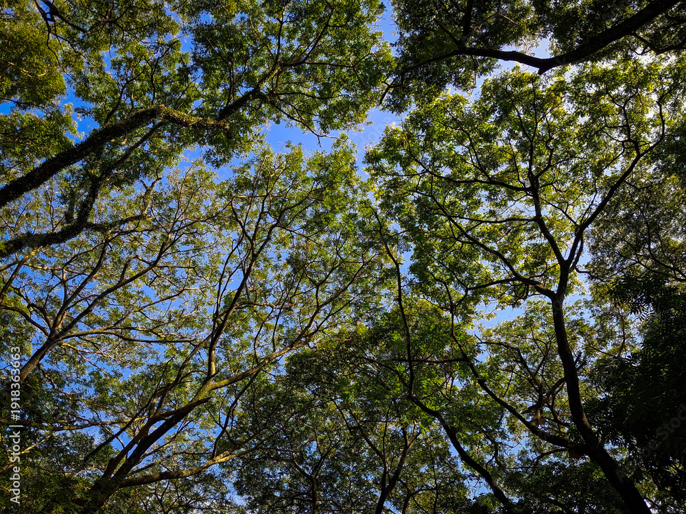 Obraz premium Green leafy plants with blue sky background and branches