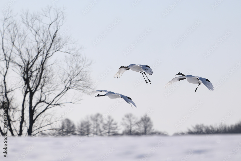 Naklejka premium 飛んでいる鶴