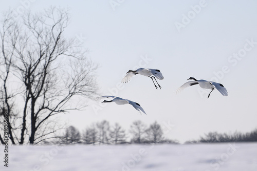 Canvas Print 飛んでいる鶴