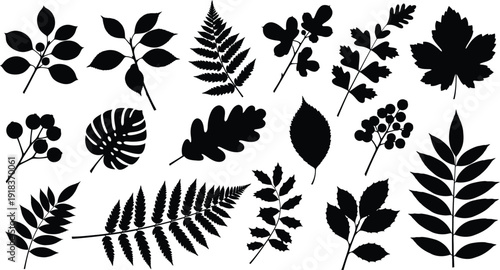 Collection of various leaf silhouettes on white background