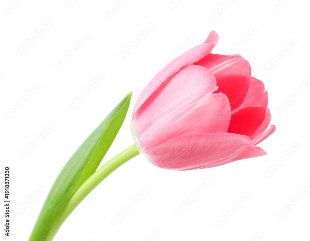 Fototapeta premium Beautiful one pink tulip isolated on white