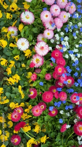 Top view of a colorful spring flower bed with pink and white daisies, yellow pansies, and blue forget-me-not