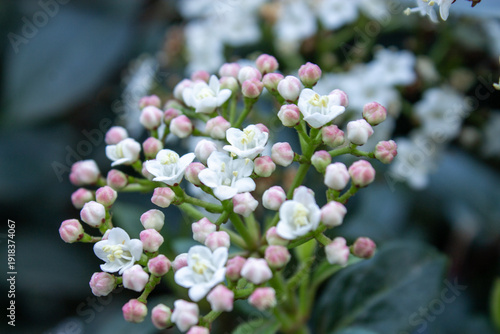 Fotografía White viburnum tinus flowers with pink buds closeup in spring garden