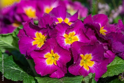Obraz na plátně Close up of pink polyanthus primroses in bloom