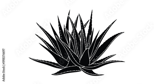 A striking black and white illustration of an agave plant s foliage