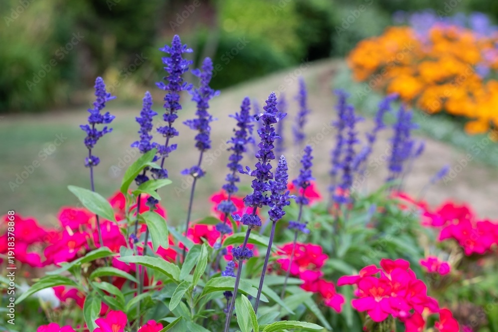 Obraz premium Close up of mealycup sage (salvia farinaceae) flowers in bloom