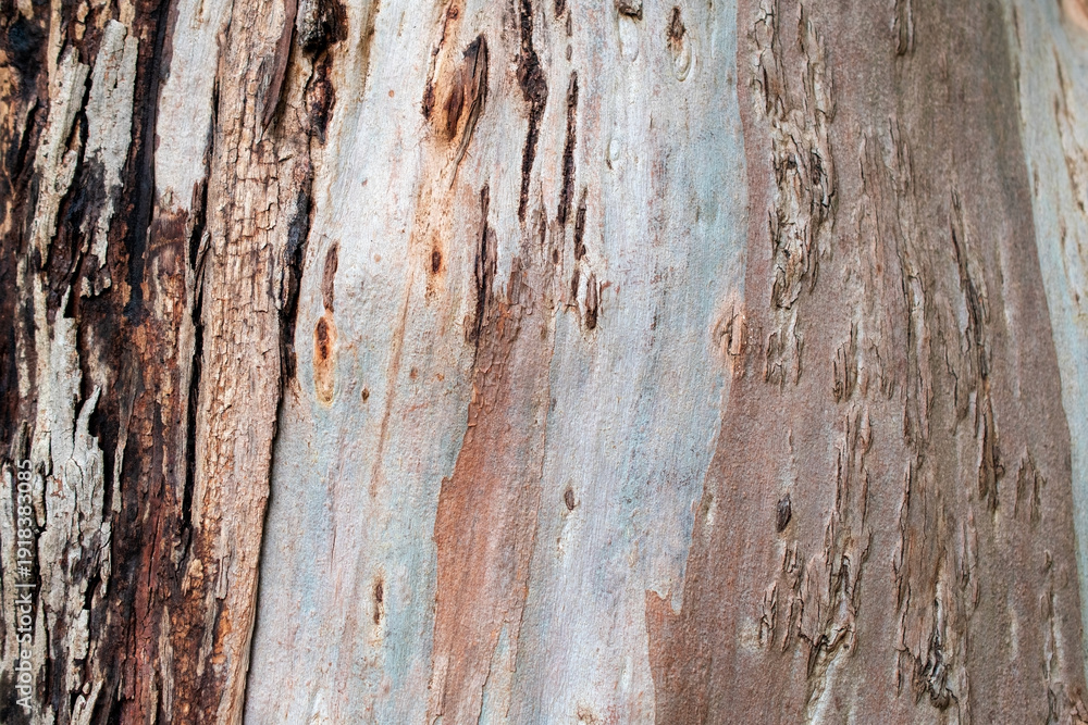 Fototapeta premium Close-up of Multi-colored Tree Bark Texture
