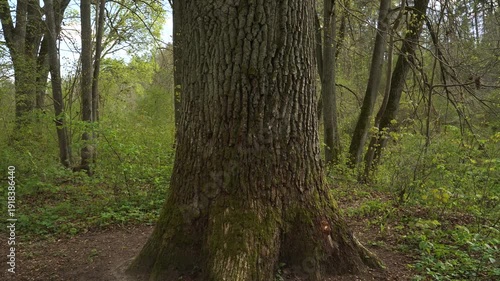Wallpaper Mural Detailed view of old oak tree trunk with textured bark filmed in circular motion around the tree in spring forest. Moss-covered base and deeply furrowed bark visible in woodland setting.  Torontodigital.ca