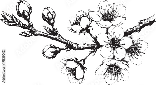 Hand Drawn Cherry Blossom Branch with Buds Illustration - Vintage Botanical Sakura Sketch