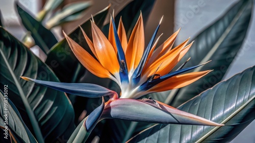Rarely found in the wild, this vibrant Bird of Paradise flower blooms with striking orange and blue hues against a pristine white background    Keywo