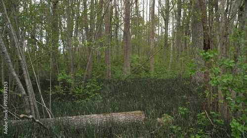 Wallpaper Mural Dense springtime forest thicket with slender deciduous trunks, horsetail plants, and vibrant green undergrowth in a native European woodland ecosystem. Moving view through lush vegetation.  Torontodigital.ca