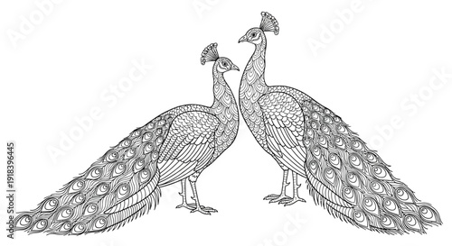 Two peacocks facing each other in a detailed black and white illustration
