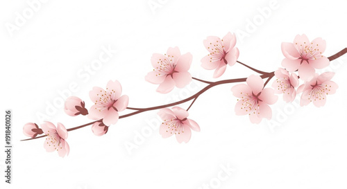 Pink cherry blossoms on a branch with brown stems isolated on white background for spring and nature concepts