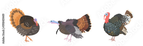 Cute cartoon farm Birds collection. Vector hand drawn illustrations of Turkey bird isolated on white background. Set of poultry clip art.