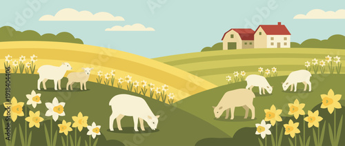 Flat vector illustration of a spring landscape with sheep and lambs grazing on a green hillside farm with yellow daffodils, a farmhouse, and rolling hills under a blue sky with soft clouds.