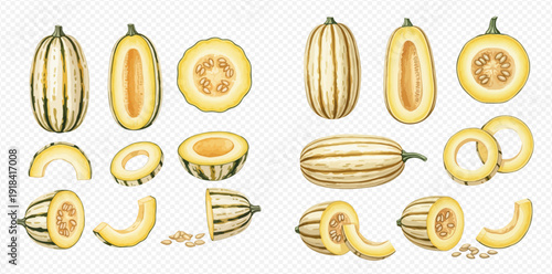 Set of fresh delicata squash whole, half, sliced, and seeds isolated on transparent background.