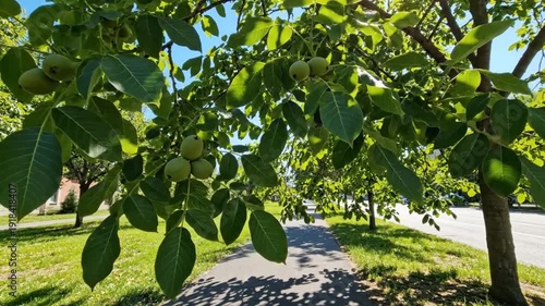 Sunlight streaming through lush green leaves of a walnut tree with ripening nuts beside a sidewalk and road on a sunny day