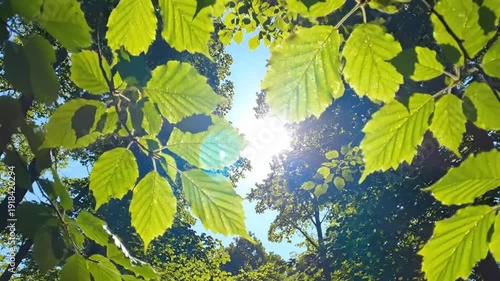 Looking up at green leaves and bright sunlight through the treetops on a sunny day in the forest