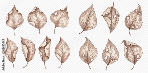 Set of watercolor dried leaves with holes, withered and damaged foliage, autumn elements.