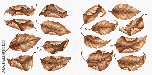Set of dried brown autumn leaves in various shapes and conditions, isolated on a transparent background.