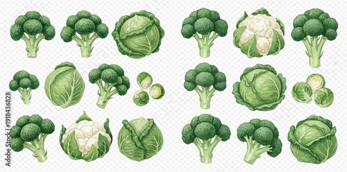 Collection of fresh green broccoli, cabbage, cauliflower, and brussels sprouts on transparent background.