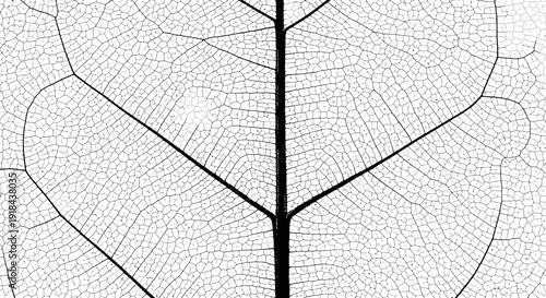 Intricate Skeleton Leaf Vein Structure in Black and White, Abstract Natural Organic Pattern Detail