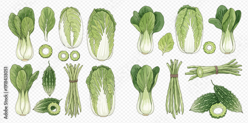 Watercolor illustration set of fresh green vegetables including bok choy, napa cabbage, bitter melon, and spring onions on a white background.