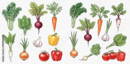 Watercolor illustration of various fresh organic vegetables including carrots, beets, spinach, and bell peppers.