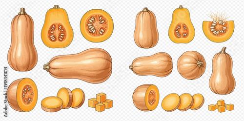 Set of fresh butternut squash in various forms, whole, half, sliced, and diced, isolated on a transparent background.