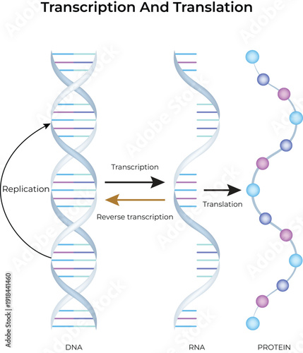 Transcription and Translation Design Vector Illustration