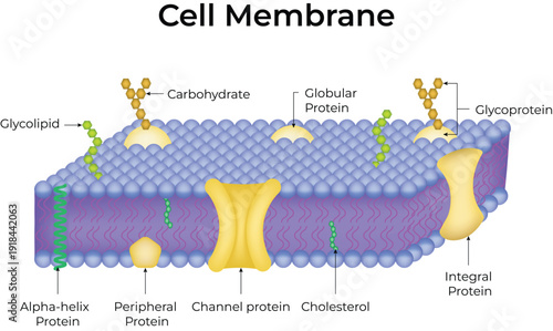 Cell Membrane Structure and Function Diagram. Detailed Explanation of Phospholipid Bilayer, Proteins, and Cholesterol