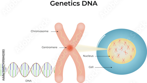 Cell and Chromosome Structure Diagram DNA, Gene, Nucleus, Telomere and Centromere Explained with Labeled Biology Illustration