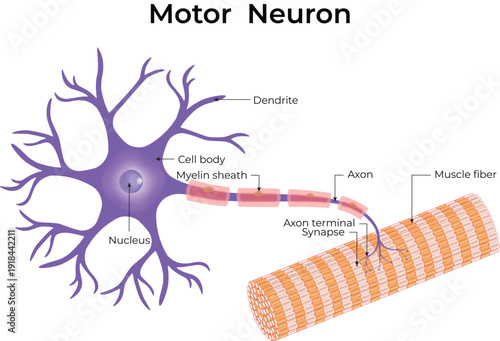 Motor Neuron Structure Diagram with Dendrites, Cell Body, Axon, Myelin Sheath and Muscle Fiber Nervous System Anatomy Explained.