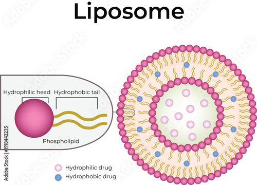 Difference Between Micelle and Liposome Structure. Phospholipid Bilayer Diagram with Hydrophilic Head and Hydrophobic Tail Explained