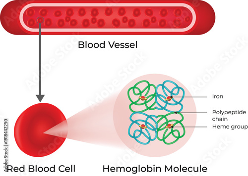 Red Blood Cell Structure and Hemoglobin Molecule Diagram, Detailed Explanation of Oxygen Transport