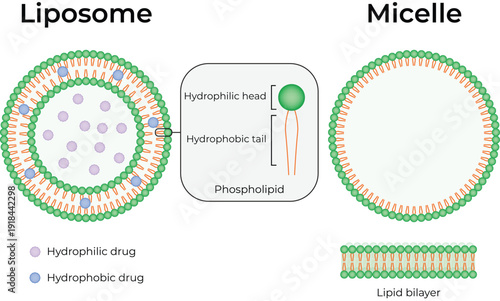 Difference Between Micelle and Liposome Structure. Phospholipid Bilayer Diagram with Hydrophilic Head and Hydrophobic Tail Explained
