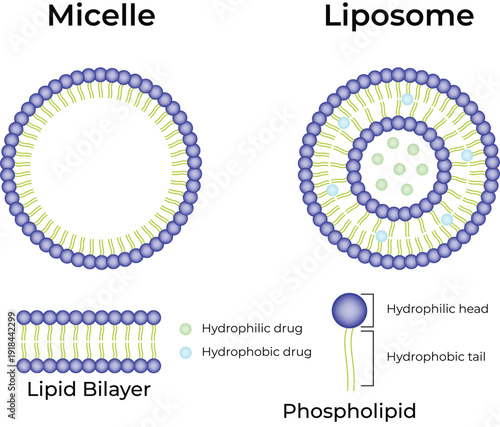 Difference Between Micelle and Liposome Structure. Phospholipid Bilayer Diagram with Hydrophilic Head and Hydrophobic Tail Explained