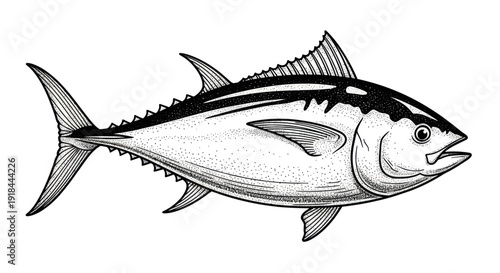 Tuna Fish Illustration - Hand Drawn Style, Isolated on White
