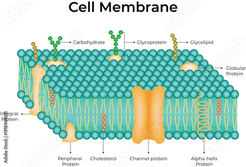 Cell Membrane Structure and Function Diagram Detailed. Explanation of Phospholipid Bilayer, Proteins, and Cholesterol 