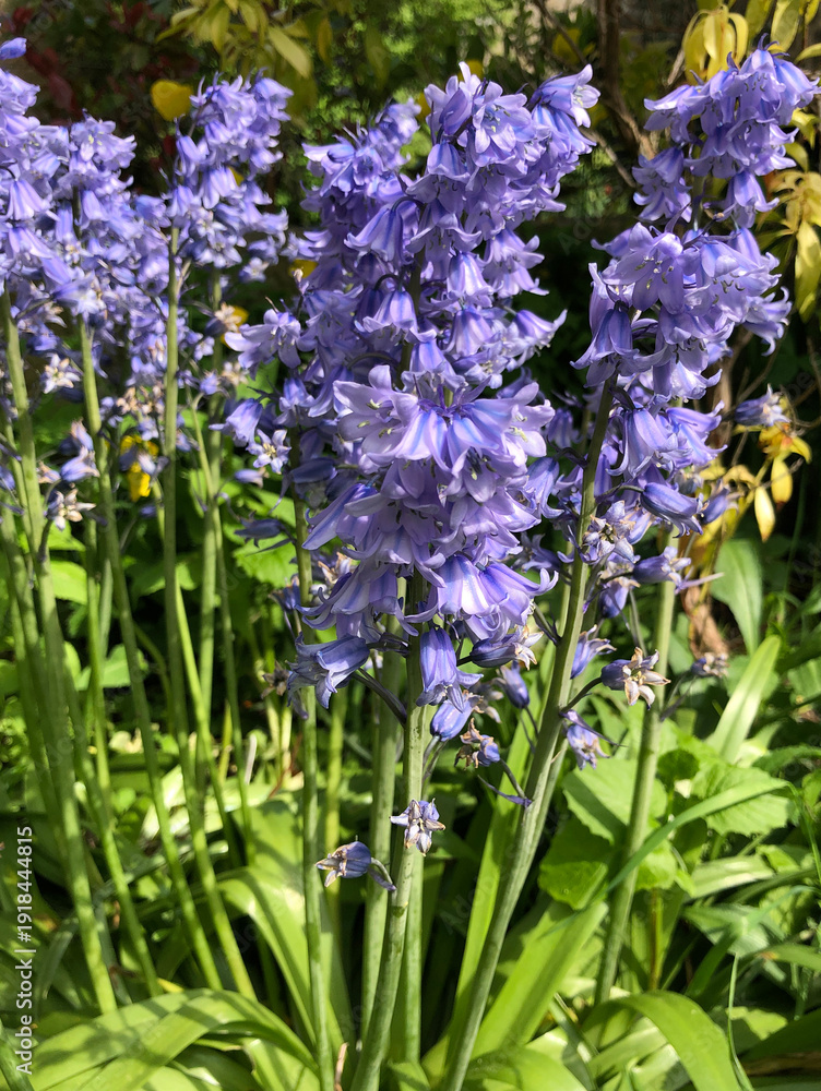 Obraz premium Bluebells in flower in May in a garden, North Yorkshire, England, United Kingdom