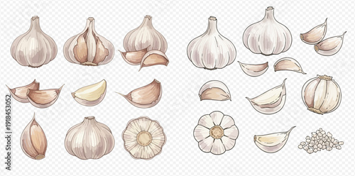 Set of fresh garlic bulbs and cloves, hand-drawn illustration for cooking and healthy eating.