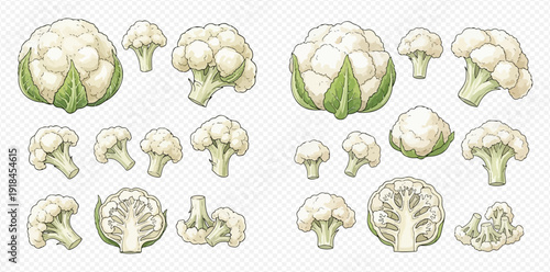 Set of fresh cauliflower florets and whole heads, healthy vegetable food illustration.