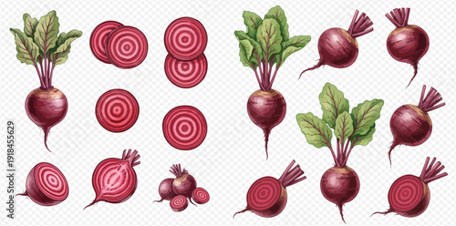 Set of fresh beetroots with green leaves and sliced beets, isolated on transparent background, healthy food illustration.