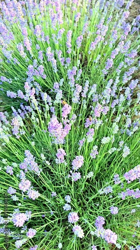 The beautiful purple lavender fields in Tirana