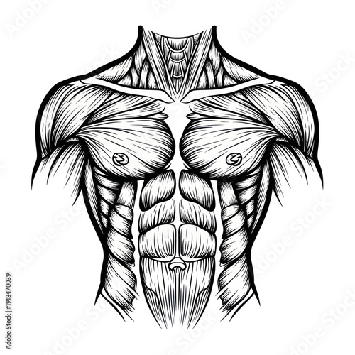 Anatomical illustration of a muscular male torso, showing chest and abdominal muscles
