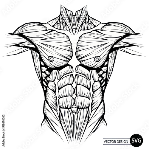 Anatomical Illustration of Human Torso Muscles, Chest and Abs