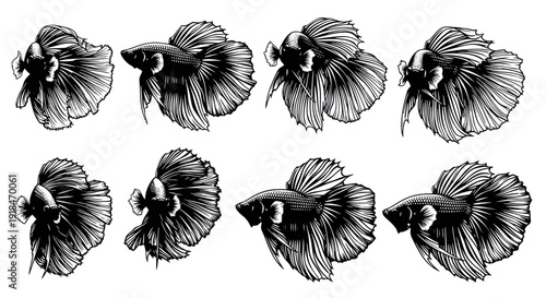 Betta Fish Collection - Hand Drawn Illustration of Siamese Fighting Fish