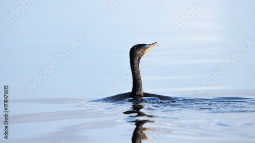 Tablou pe pânză cormorant in the water