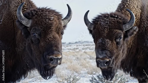 Two majestic bison standing face to face in a snowy landscape with breath visible in the cold air