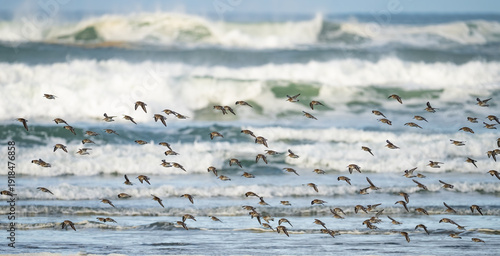 Panoramic Detail of Flock of Dunlin Shorebirds on the Washington Coast